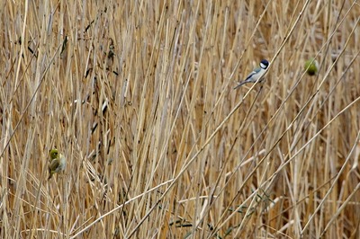 メジロ_シジュウカラ_180130_東京港野鳥公園_恩田撮影_MG_8806_trim
