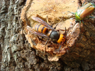 オオスズメバチ08_6_28-8萩原