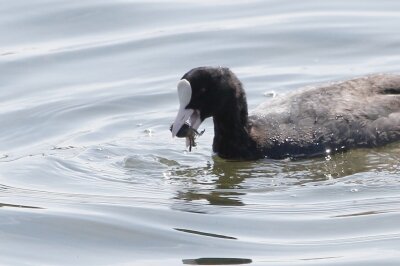 オオバン_230329_東京港野鳥公園_恩田幸昌_MG_8254_trim