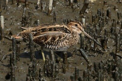 田鷸0P4A1548_edited