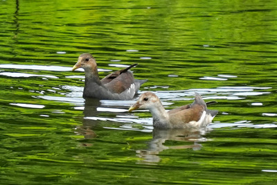 バン_240822_東京港野鳥公園_東淡水池_公財日本野鳥の会_レンジャー青木撮影1