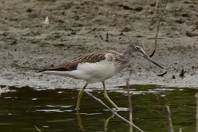 アオアシシギ_20200921_東京港野鳥公園_レンジャー撮影２