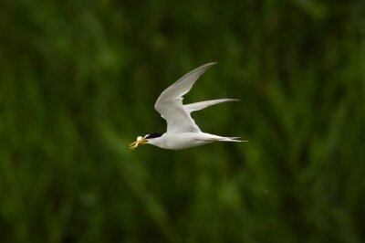 コアジサシ_202000705_東京港野鳥公園_レンジャー撮影(2)