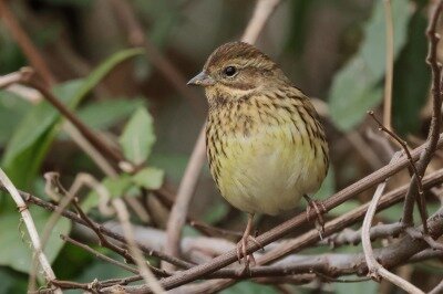 あおじ0P4A4161鳥