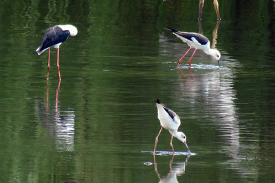 kIMG_0110のコピー