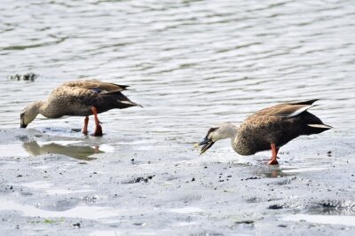 カルガモ _20200603_東京港野鳥公園_レンジャー撮影