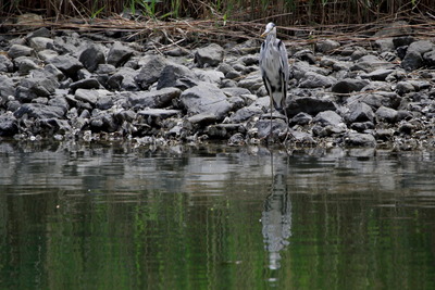 アオサギ_170504_東京港野鳥公園_恩田撮影_MG_3384_trim
