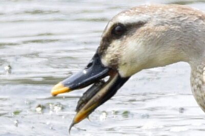 カルガモ _20200603_東京港野鳥公園_レンジャー撮影(2)