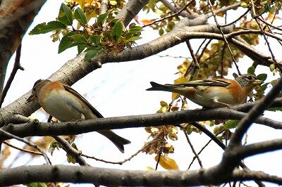 アトリ(オスメス)_20201129_自然生態園_野口R撮影