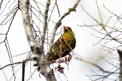 190312_カワラヒワ_東淡水池_古沢撮影