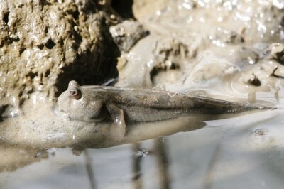 トビハゼ_220628_東京港野鳥公園_恩田幸昌_MG_1398_trim