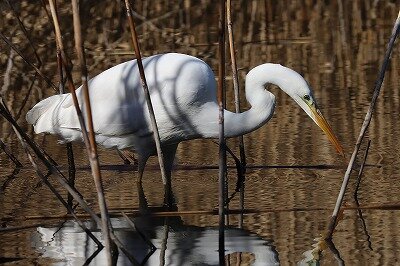 大鷺IMG_9671鳥