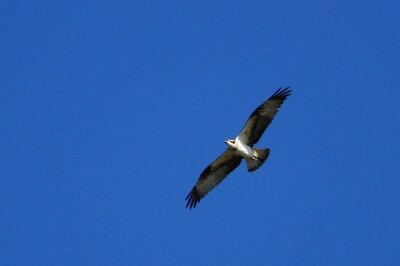 ミサゴ_211126_東京港野鳥公園_恩田幸昌_MG_0246_trim