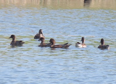 ヒドリガモー180928ー潮入りの池