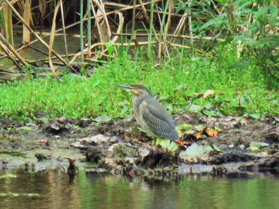3号前のササゴイ