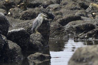 ササゴイ_190728_前浜干潟