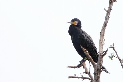カワウ_標識_221009_東京港野鳥公園_恩田幸昌_MG_3774_trim