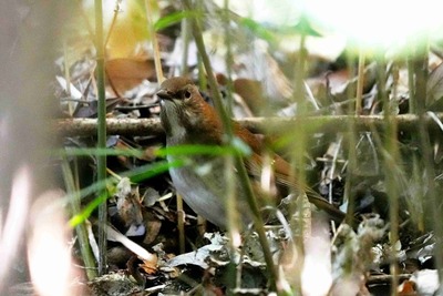シロハラ_241214_東京港野鳥公園_潮入りの池_公財日本野鳥の会_レンジャー青木撮影