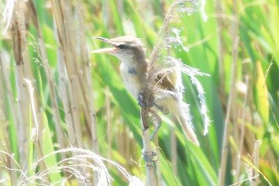大葦切0P4A9765鳥
