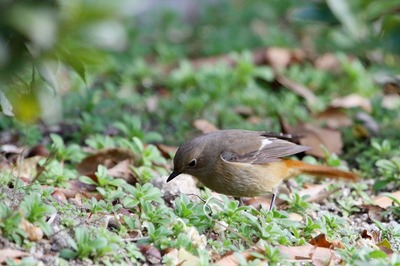 ジョウビタキ_171227_東京港野鳥公園_恩田撮影_MG_8643_trim