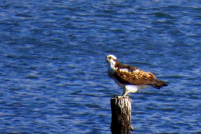 ミサゴ_20200131_東京港野鳥公園_古沢撮影_IMG_8427_trim