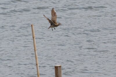 チュウシャクシギ_230429_東京港野鳥公園_恩田幸昌_MG_9124_trim