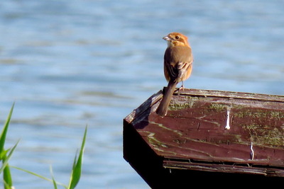 モズ_171026_東京港野鳥公園_古沢撮影_IMG_0346_trim