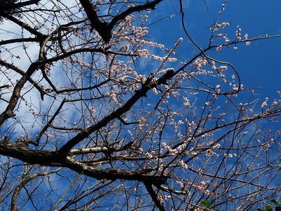 ウメ_20200228_東京港野鳥公園