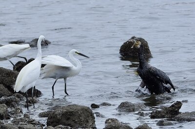 IMG_6361