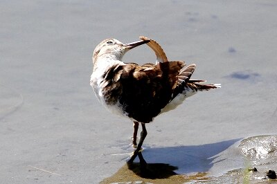 イソシギ_230831_東京港野鳥公園_恩田幸昌_MG_6443_trim