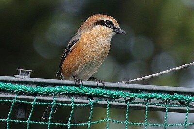 百舌鳥0P4A0569鳥