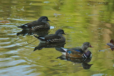 オシドリー171027-3号観察小屋 (21)