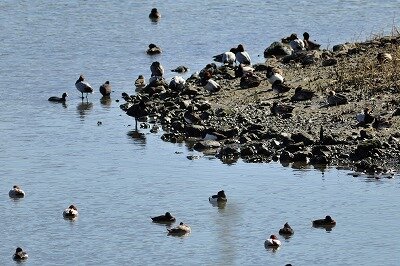 カモの仲間_210216_東京港野鳥公園公財日本野鳥の会_野口撮影