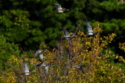 オカヨシガモ_241108_東京港野鳥公園_東淡水池_公財日本野鳥の会_レンジャー青木撮影