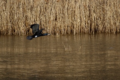 カワウ_180127_東京港野鳥公園_恩田撮影_MG_8755_trim