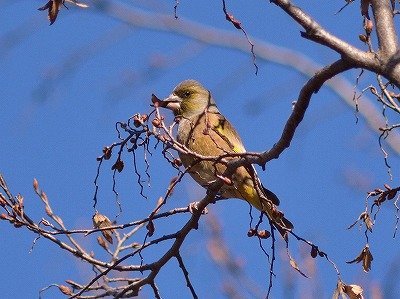 カワラヒワー181228-自然生態園ー長縄 (4)