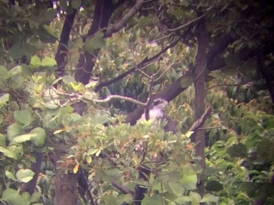 オオタカ東観察