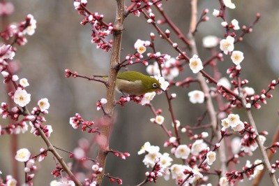190301_メジロ_自然生態園_青木撮影