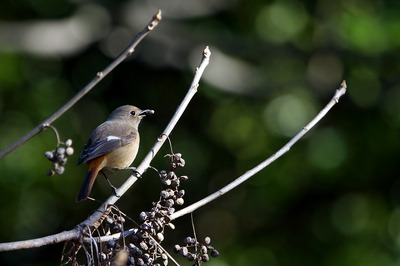 ジョウビタキ_171213_東京港野鳥公園_恩田撮影_MG_8517_trim