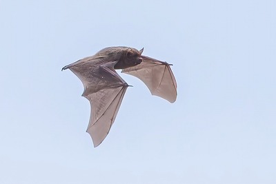 DSC_1551-DeNoiseAI-standard