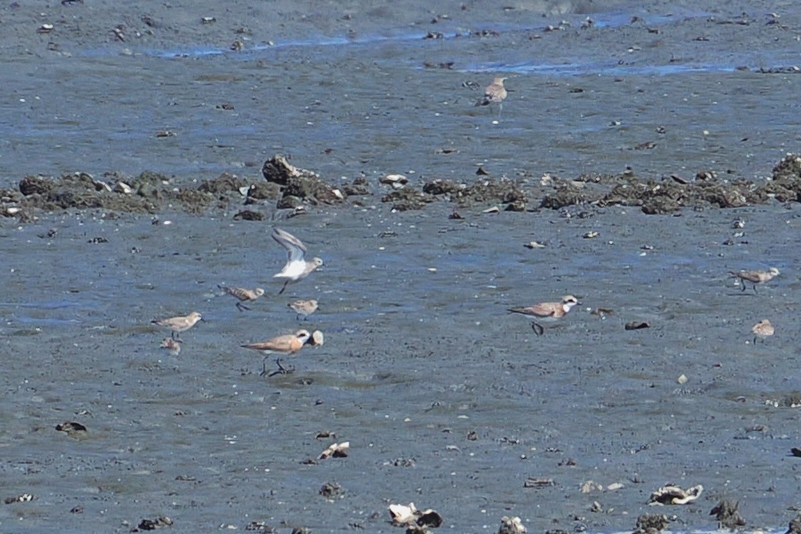 2025年8月26日の野鳥公園 : 東京港野鳥公園 レンジャーブログ