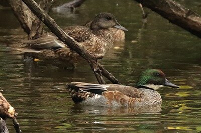 葦鴨IMG_2784鳥