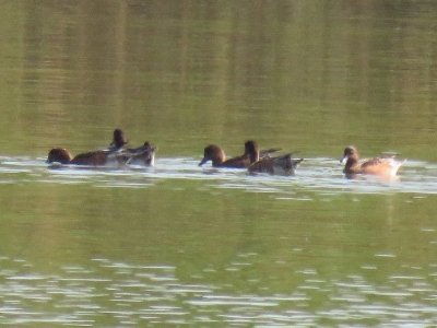 ヒドリガモ_190927_潮入りの池