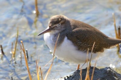 イソシギ_240203_東京港野鳥公園_恩田幸昌_IMG_9897_trim