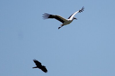 コウノトリ_230901_東京港野鳥公園_恩田幸昌_MG_6598_trim