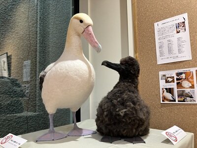 海鳥の企画展示を開催！ : 東京港野鳥公園 レンジャーブログ