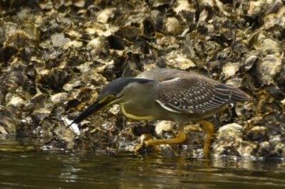 ササゴイ_20200606_東京港野鳥公園_レンジャー撮影