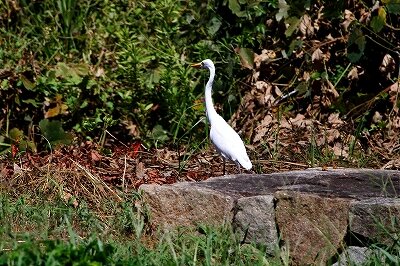 チュウサギ_230905_東京港野鳥公園_恩田幸昌_MG_6847_trim