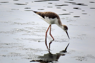 IMG_0008 - コピー