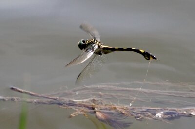 ウチワヤンマ_210827_東京港野鳥公園_恩田幸昌_MG_8979_trim
